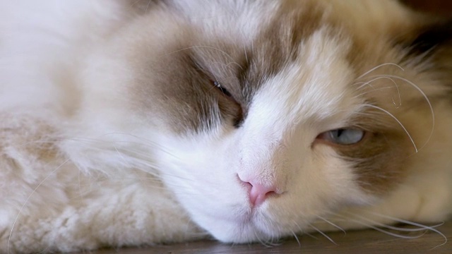 年轻的奶油布娃娃猫睡觉，特写视频素材