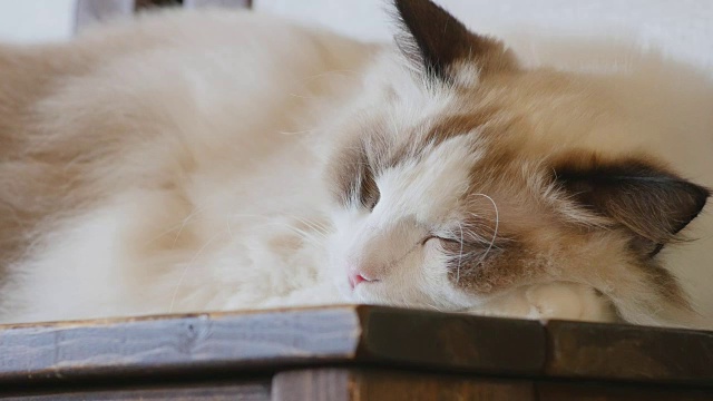 小奶油布娃娃猫睡在桌子上视频素材