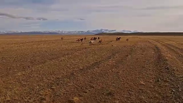 在草地上奔跑的野马群视频素材