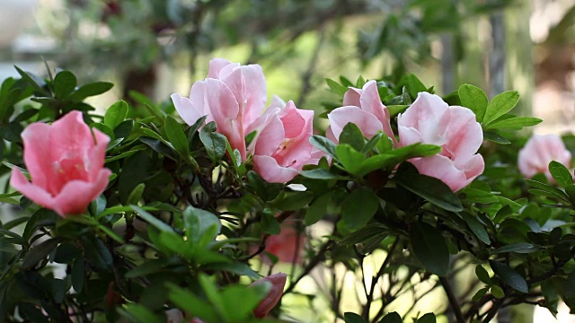 粉红色的桃树花盛开了视频购买