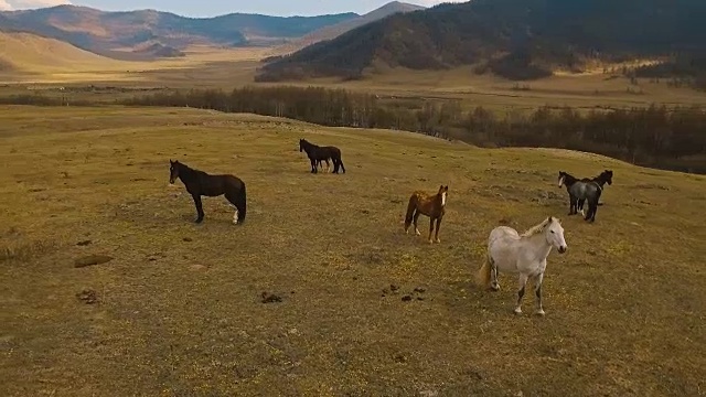 在草地上奔跑的野马群视频素材