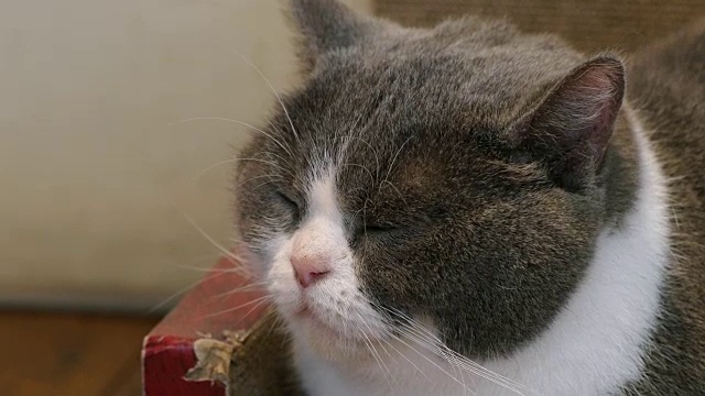 有趣的英国短毛猫睡觉，特写视频素材