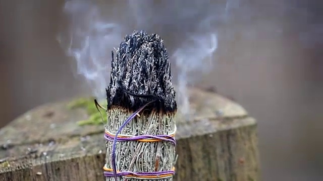 一个大烟束鼠尾草香的特写在森林的背景。视频下载