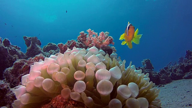 水下小丑鱼和海葵视频素材
