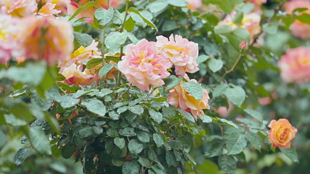 多朵橙色玫瑰在雨中摇曳，特写视频素材