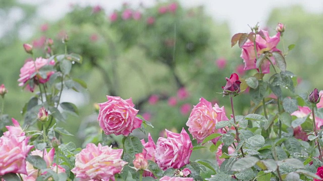 多朵粉红玫瑰在雨中摇曳，特写视频素材