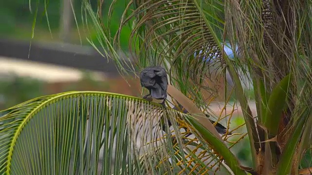 一只乌鸦在椰子树上视频下载