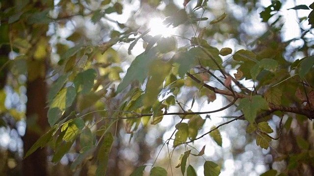 阳光透过葛兰树叶视频素材