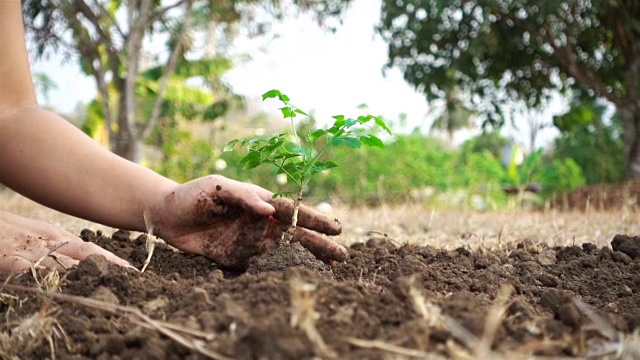特写手亚洲女性准备和种植树苗在土地。生态系统概念视频素材