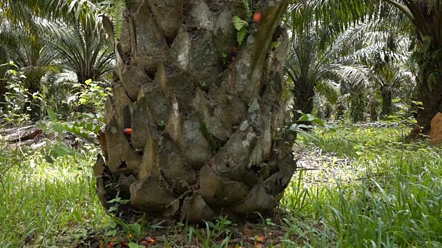在植物中收获棕榈油，慢镜头视频素材