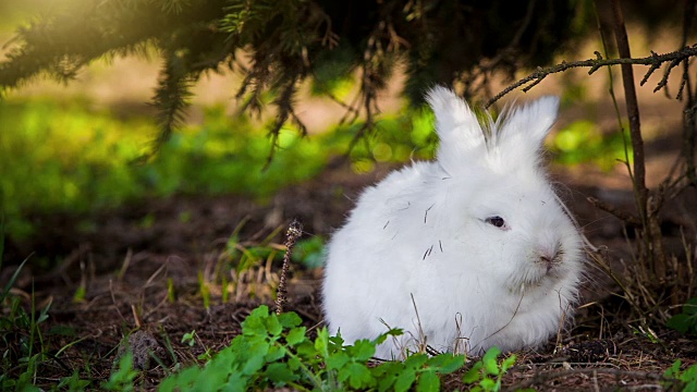 白兔在户外的视频视频素材