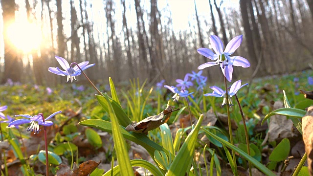 阳光下森林里的雪花莲的特写视频素材