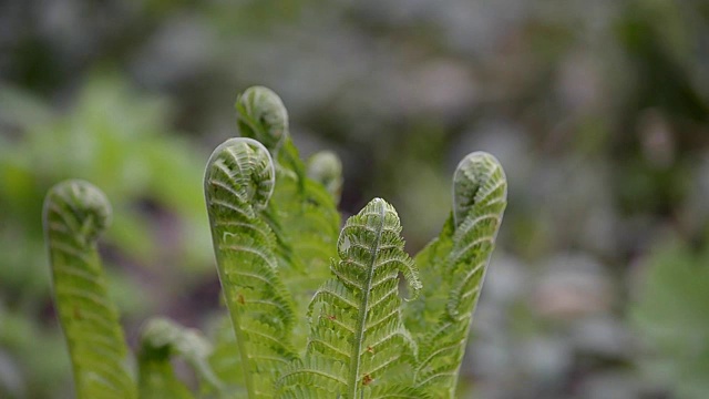 蕨类植物生长在自然界中视频下载