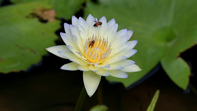 蜜蜂给睡莲或荷花授粉的录像视频素材