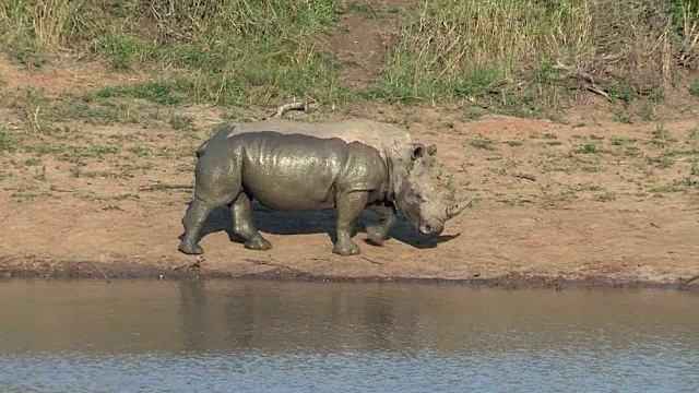 白犀牛在水中行走。视频下载