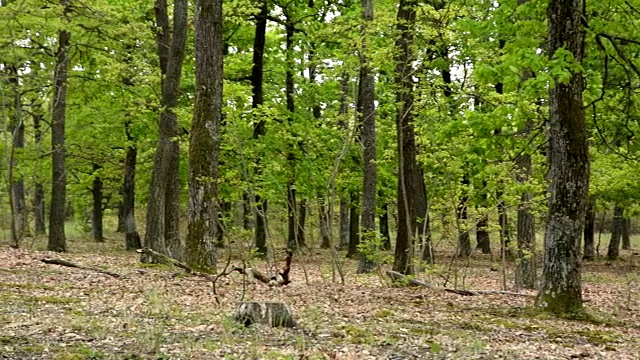 春天的绿色森林视频下载