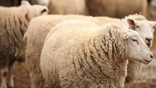 绵羊看着镜头，特写，农场里的绵羊视频下载