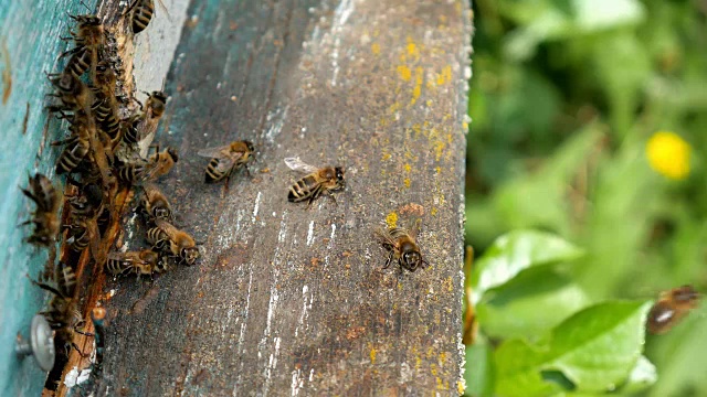 蜜蜂在托盘里飞。蜂房的入口。视频素材