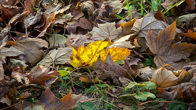 黄色枫叶在地上摇摆的画面视频下载