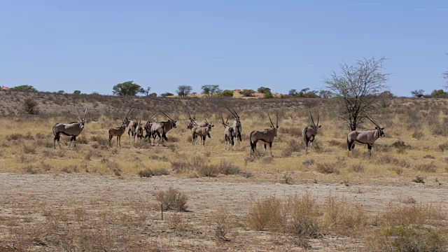 大羚羊，羚羊，非洲野生动物南非视频素材