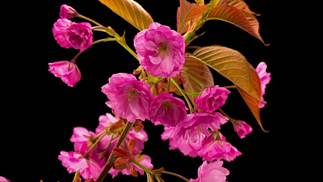 粉红色的樱花。视频素材