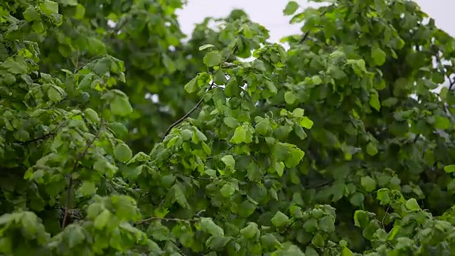 树枝上的绿叶随风摇摆，下雨的天气，夏天的暴风雨视频素材
