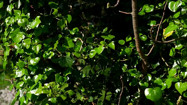 爬满常春藤的树。森林中野生植物的纹理视频素材