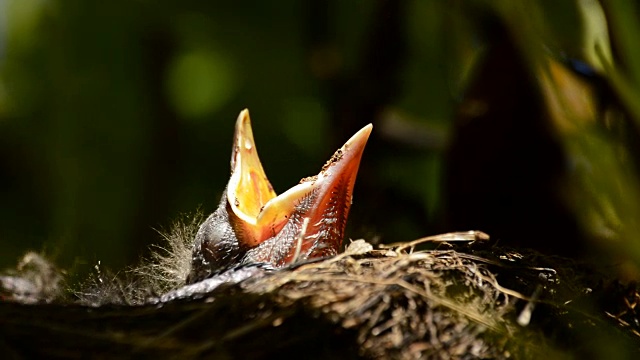 鸟宝宝在树上筑巢，张开嘴，野生动物视频下载