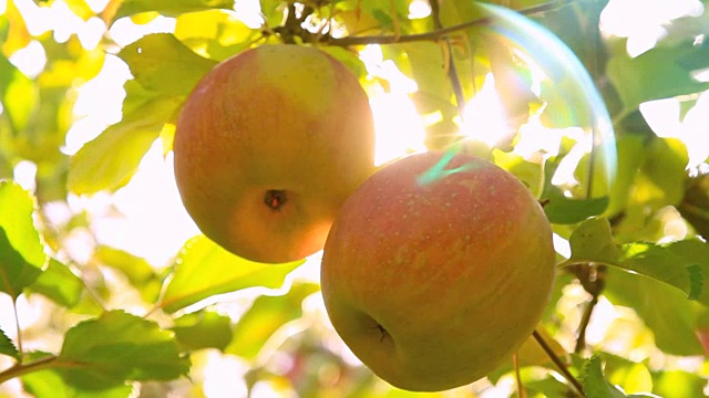 阳光穿过苹果树。视频下载