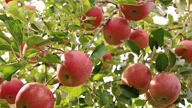 种植富士苹果品种。视频下载