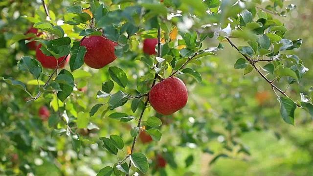 种植富士苹果品种。视频下载