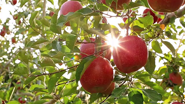 阳光穿过苹果树。视频素材