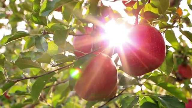农夫正在收割富士品种的苹果。视频素材