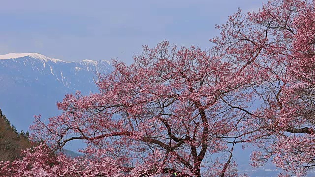 盛开的樱花与蓝天和山的背景。视频下载