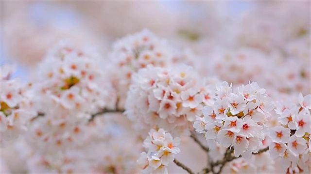 开花的樱桃的枝条。视频下载