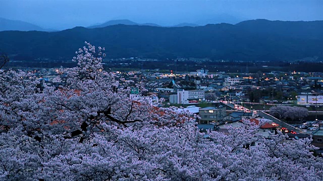 晚上。城市的景色，盛开的樱花在前景。视频下载