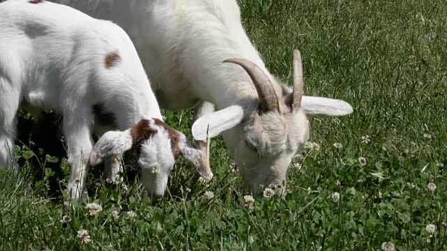 山羊妈妈和小山羊在吃白三叶草视频下载