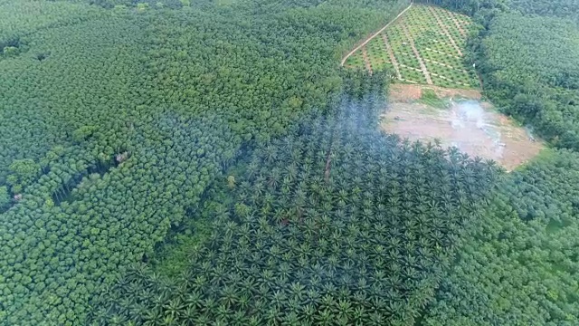 棕榈油种植园鸟瞰图视频素材