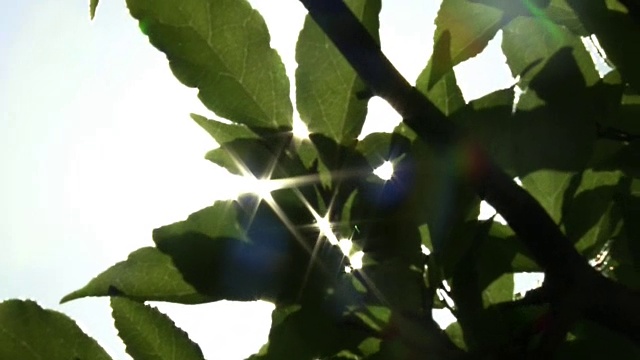 阳光透过树叶，青森，日本视频素材