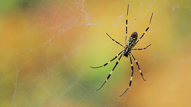 蜘蛛网上。秋天的森林。视频下载