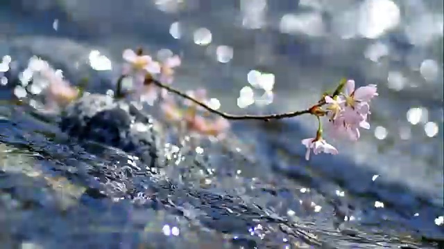 樱桃枝在湍急的山河。视频下载