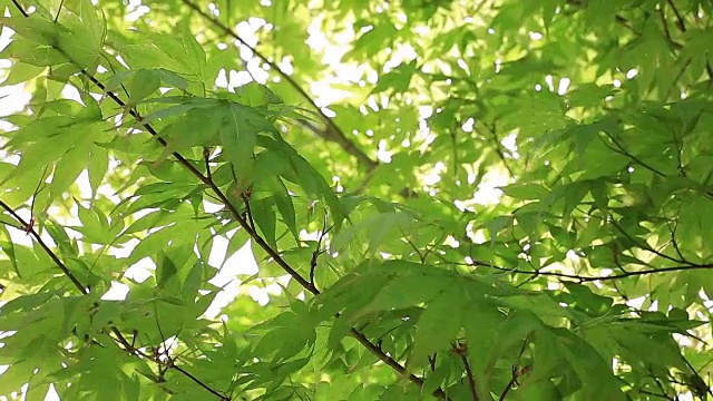 阳光透过风吹在树上的绿叶。视频下载