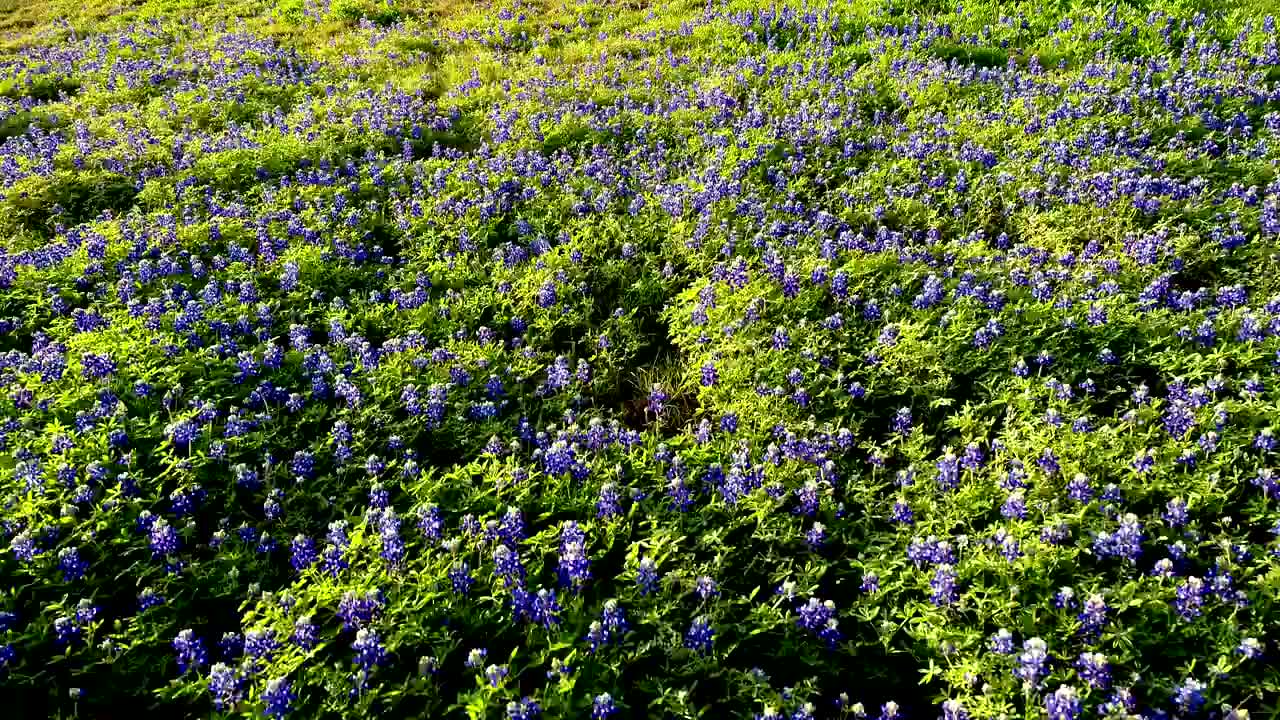 在春天盛开的时候，德克萨斯州的一朵花倒立在矢车菊地里视频下载