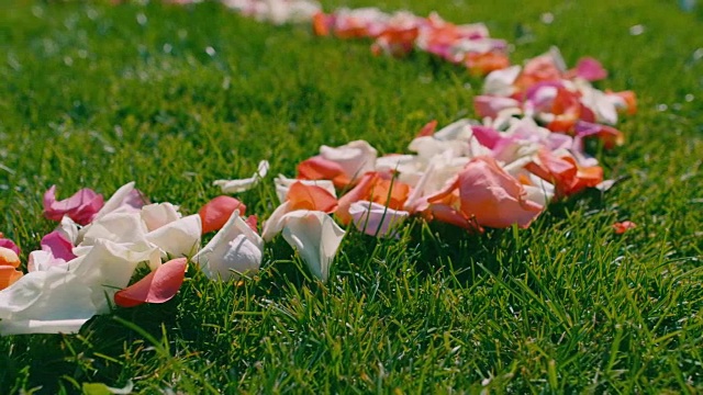 婚礼前绿色草地上一串红色、白色和粉色的玫瑰花瓣视频素材