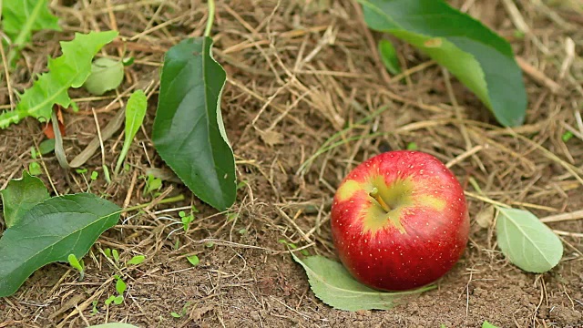 红苹果掉到地上。视频素材