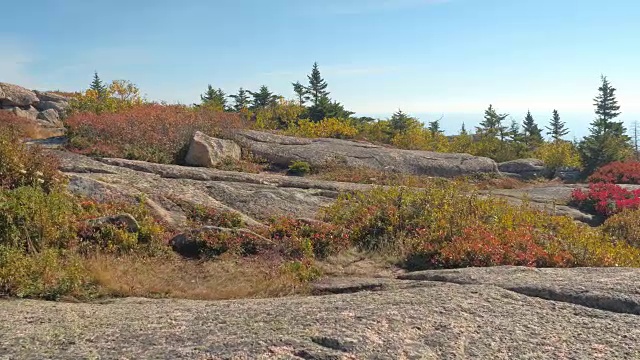 近距离观察:低矮的植被生长在美国阿卡迪亚国家公园的岩石中视频素材