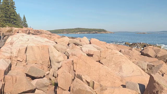 近景:海鸥在岩石嶙峋的北大西洋海岸，缅因州，美国视频素材