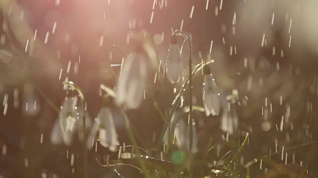 第一朵春天的花雪花莲在阳光明媚的早晨降雨期间视频素材