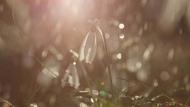特写:美丽盛开的桂花在阳光明媚，有雨的早晨视频素材