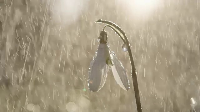 雨开始落在白色钟形雪花莲花在晴朗的早晨视频素材